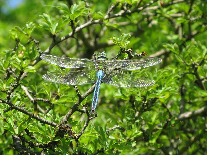 Dragonfly