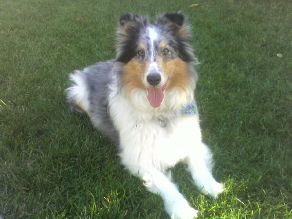 Blue-merle-Sheltie-Animal-Communicator's Beloved Dog