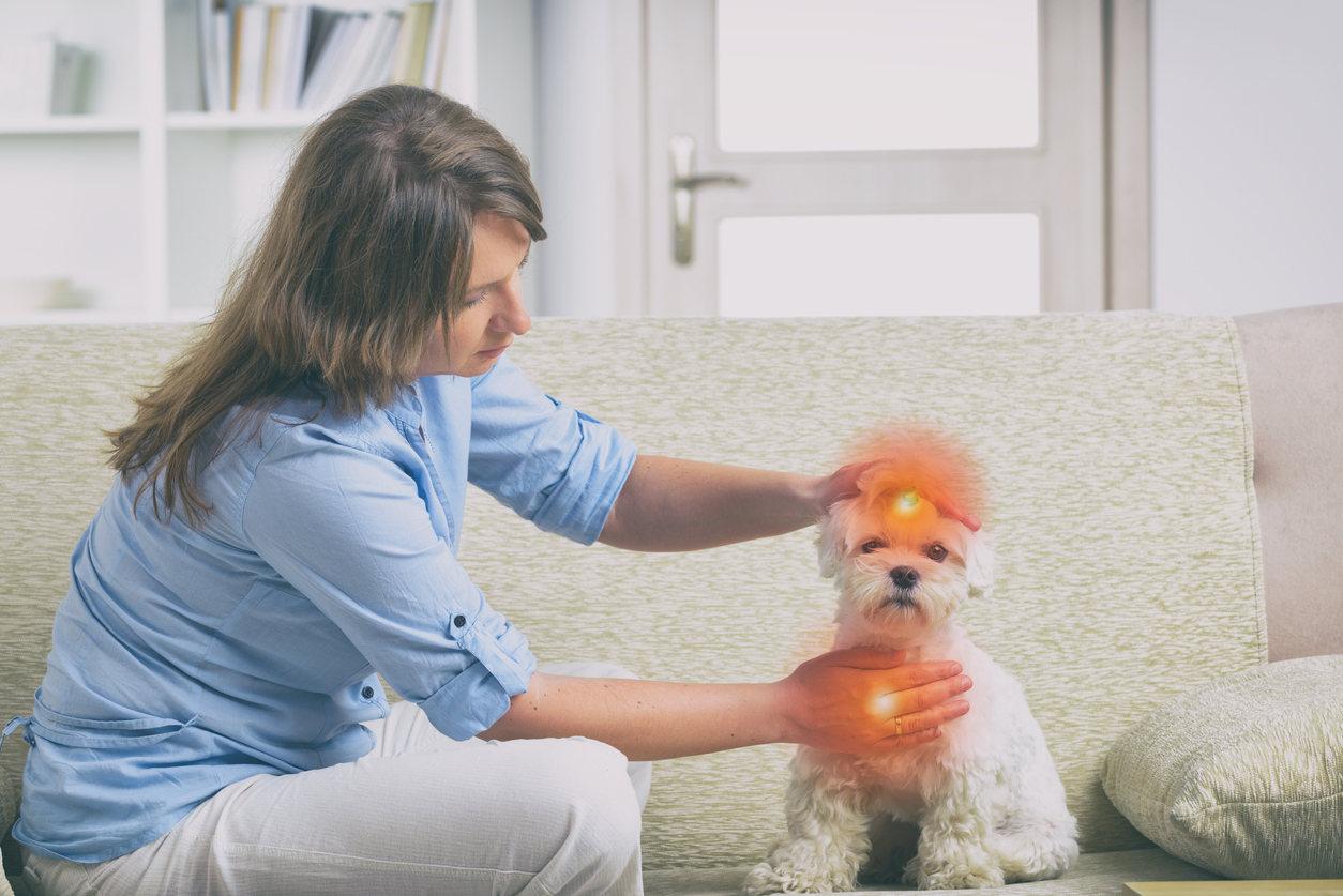 animal communicator-works-on-a-dog's-chakras