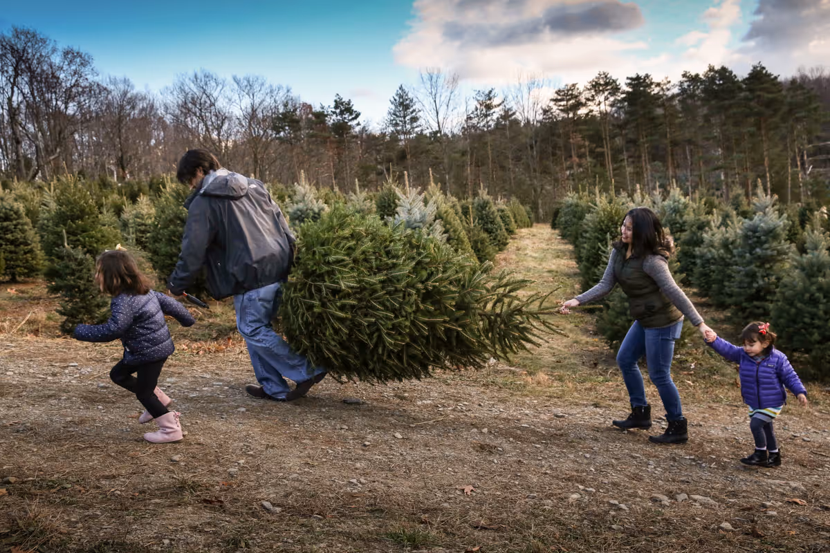 Family carrying tree up a hill