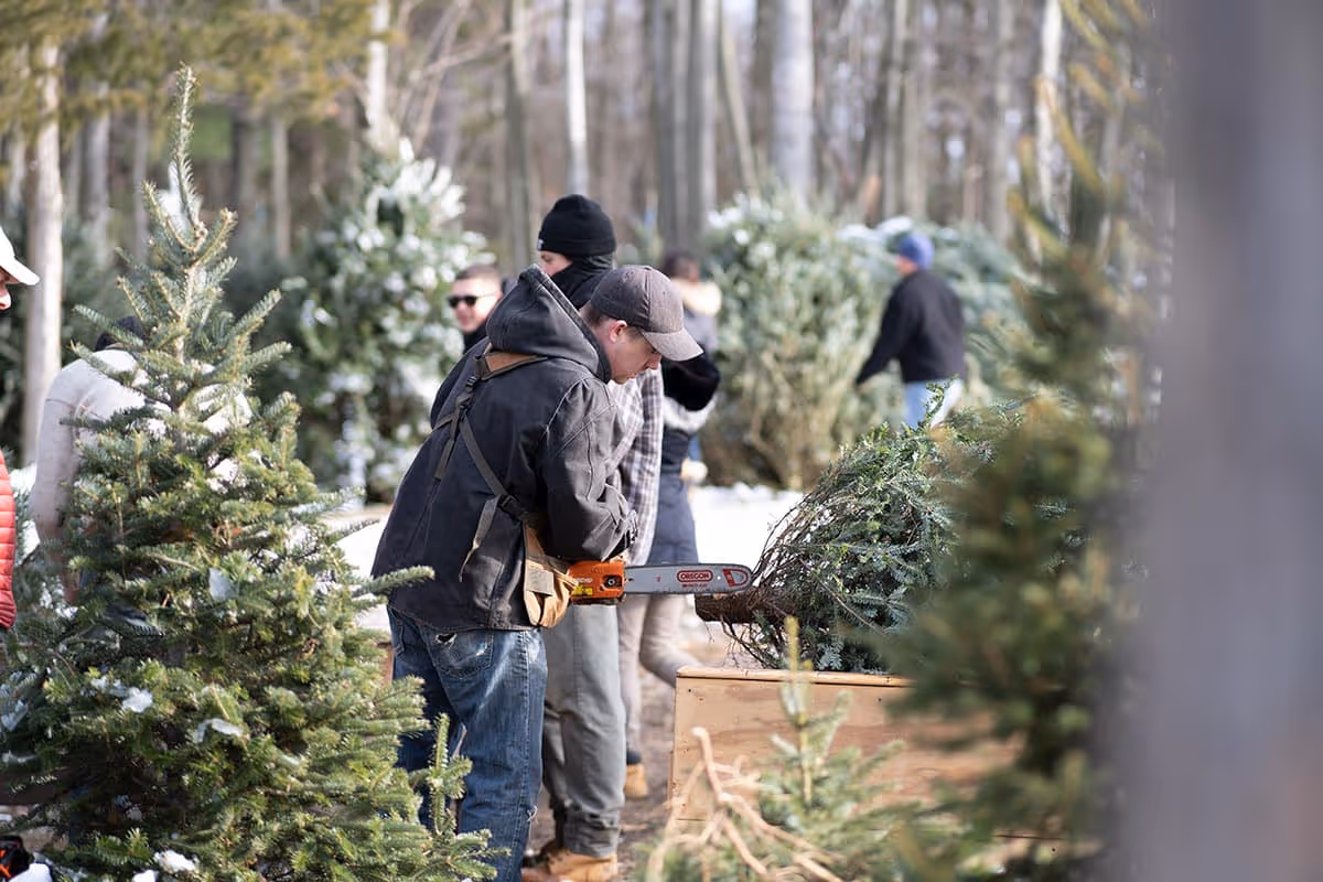 Evan trimming a Christmas Tree