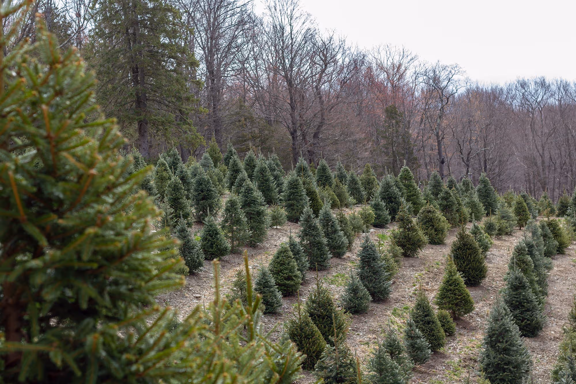 Spruce, Pine, and Fir Christmas Trees grown in Warwick, NY