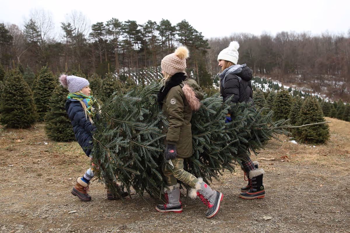 Three young girls carrying a fresh cut Christmas tree
