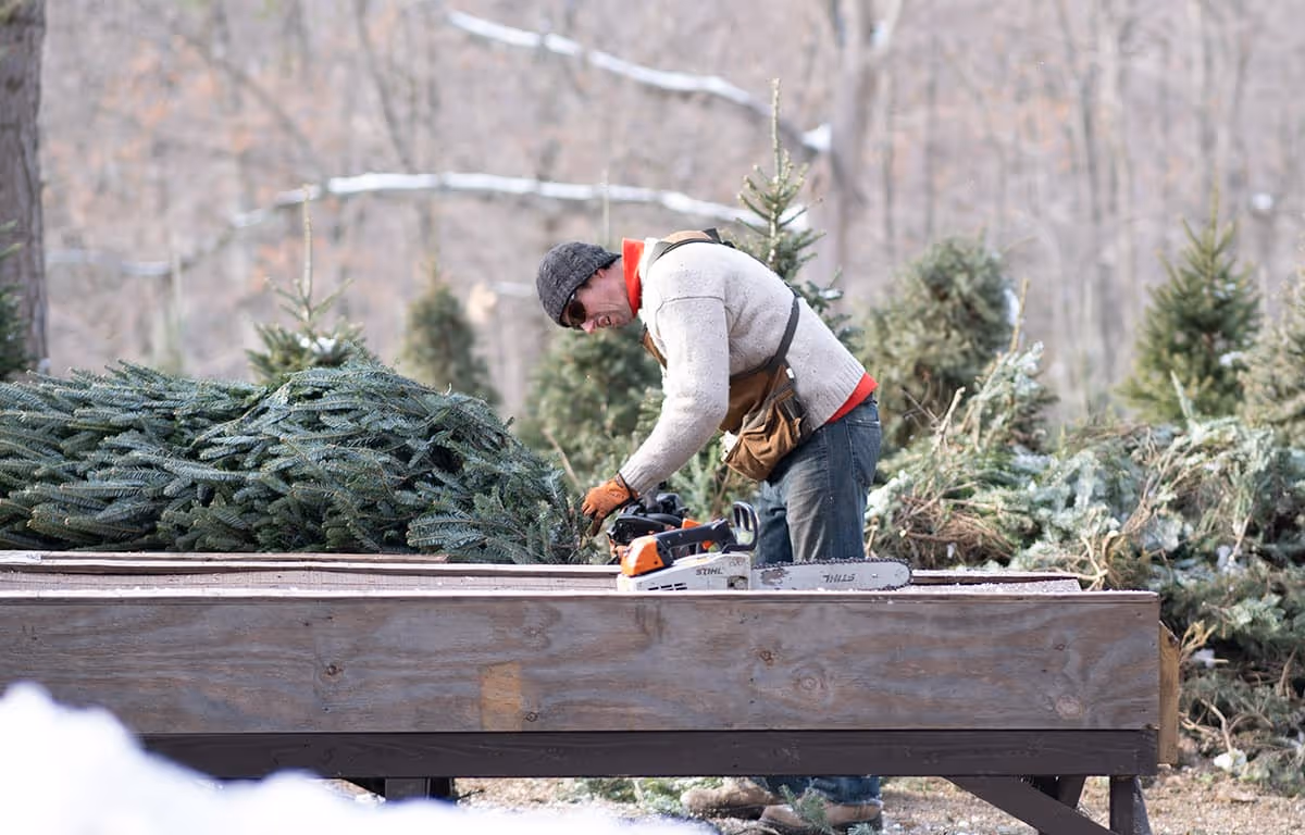 Oak cleaning up a fresh cut tree