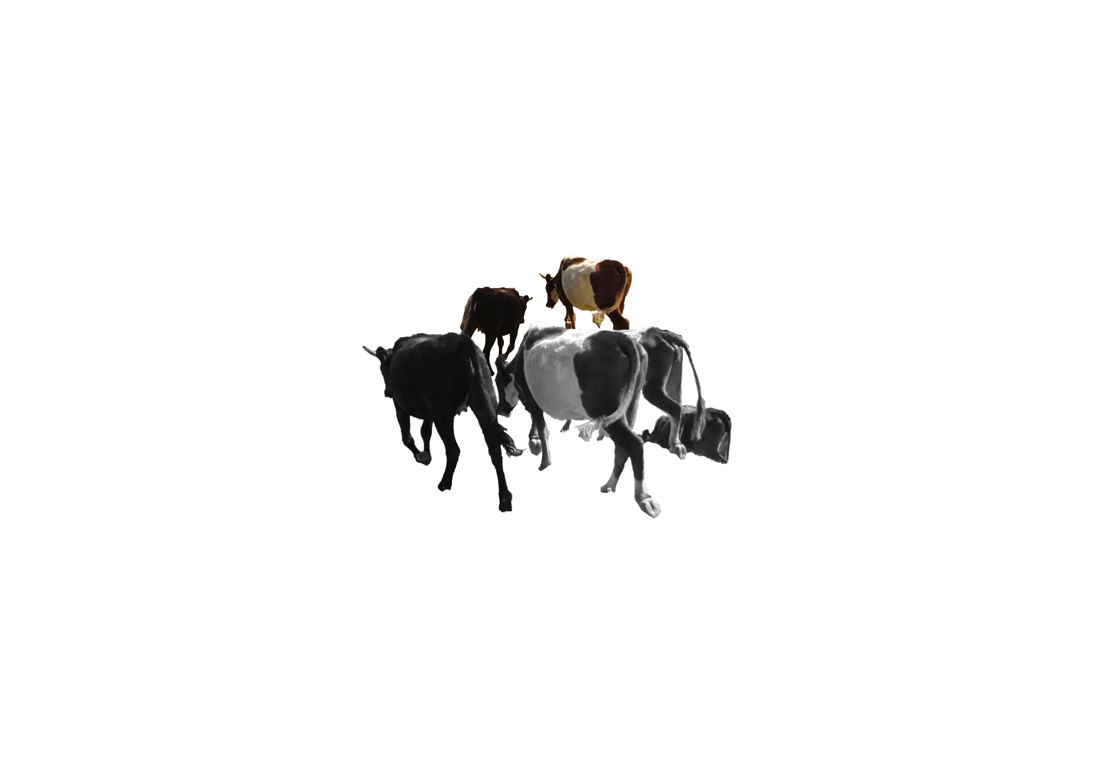 some cows