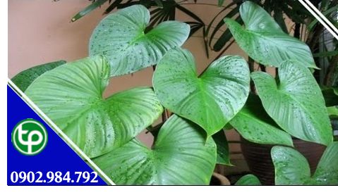 Cây thiên niên kiện