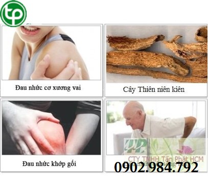 Địa chỉ bán thiên niên kiện tại tphcm trị bệnh xương khớp hiệu quả