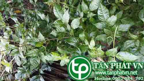 tấn phát cung cấp chè dây tại tphcm uy tín