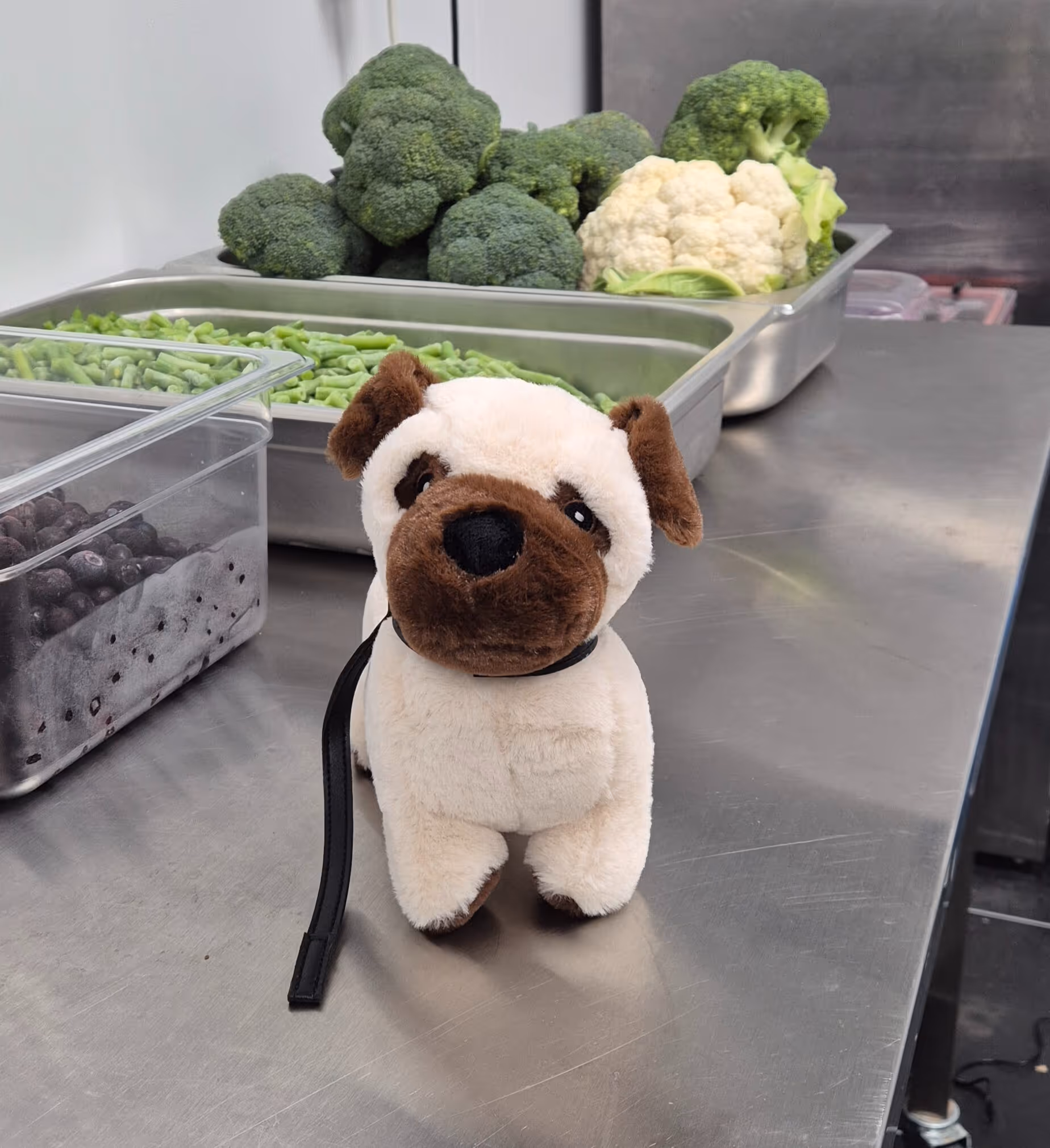 Plush dog toy in a kitchen surrounded by fresh broccoli, cauliflower, beans, and blueberries.