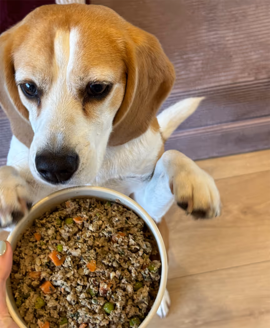 Beagle from Amsterdam eating fresh dog food by Frisp