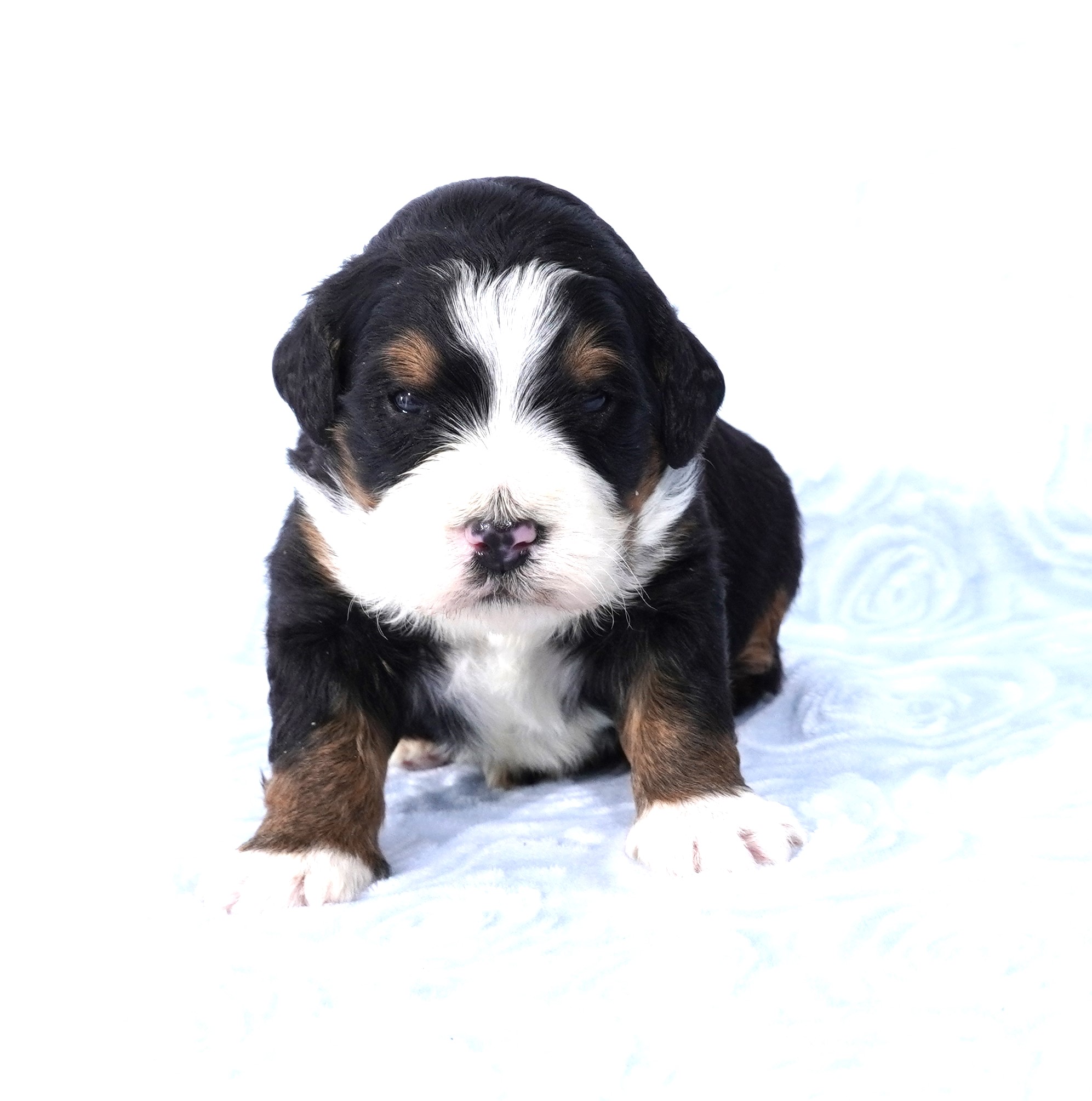 Bernedoodle Puppy For Sale