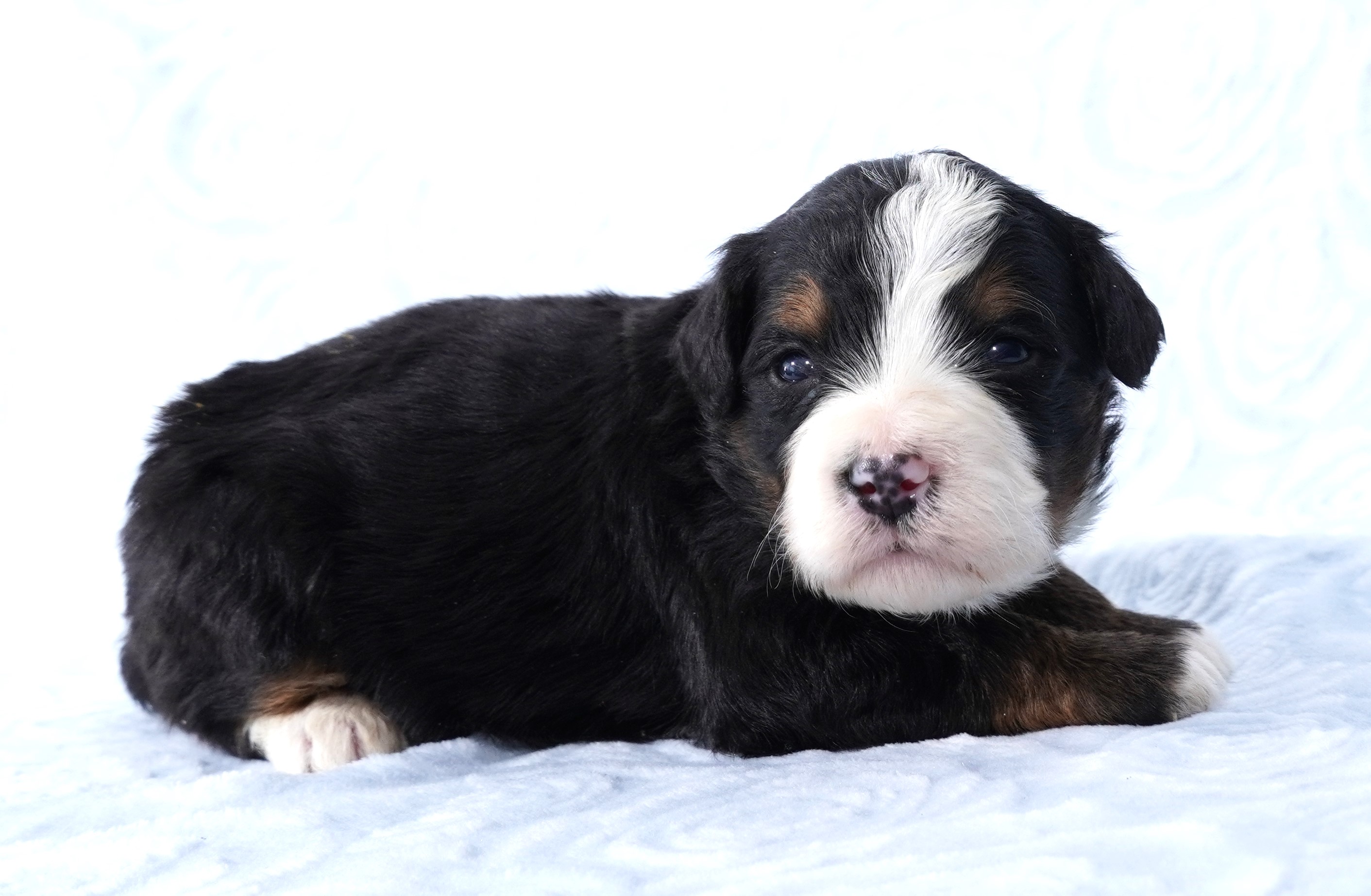 Bernedoodle Puppy For Sale