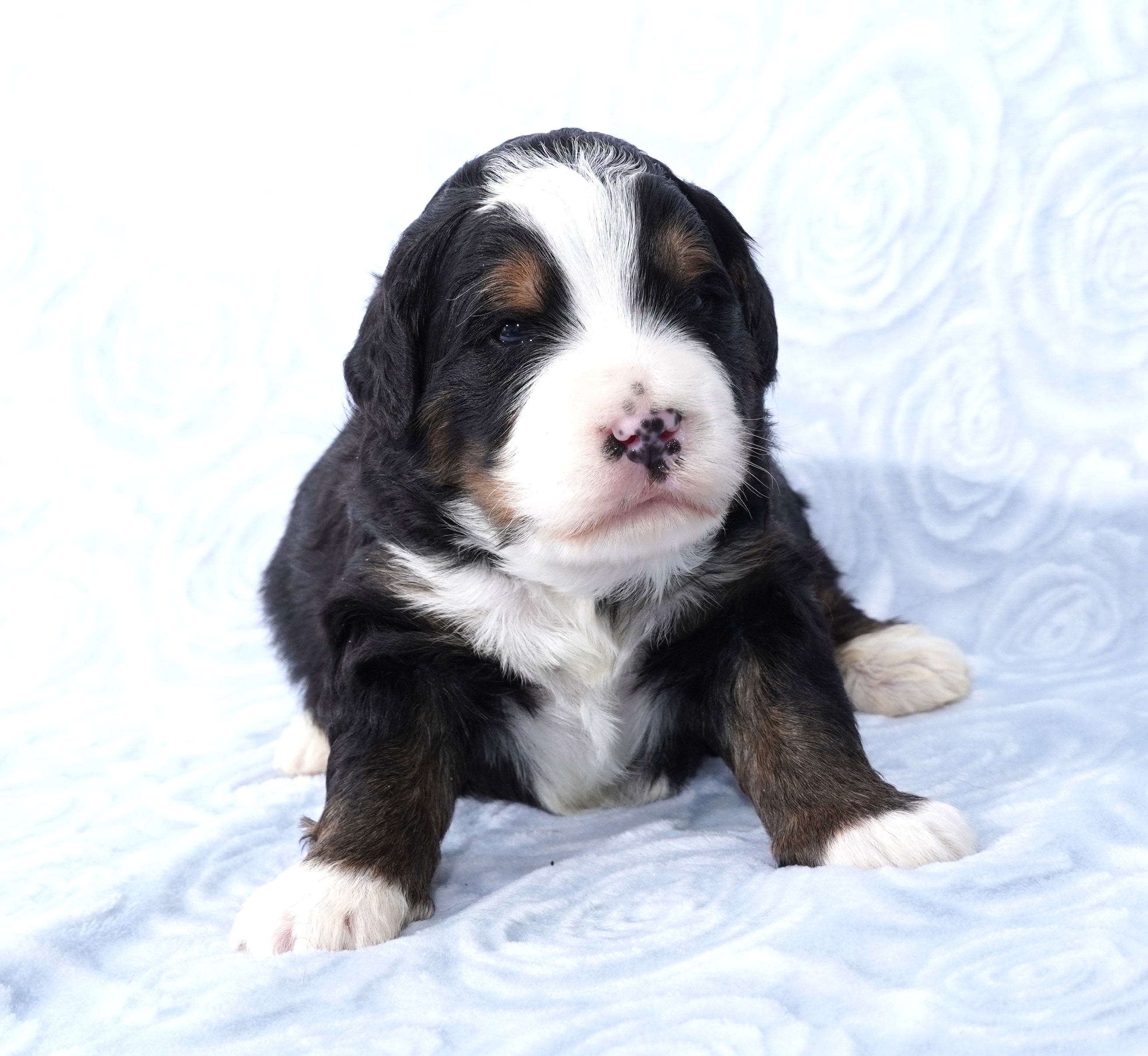 Bernedoodle Puppy For Sale