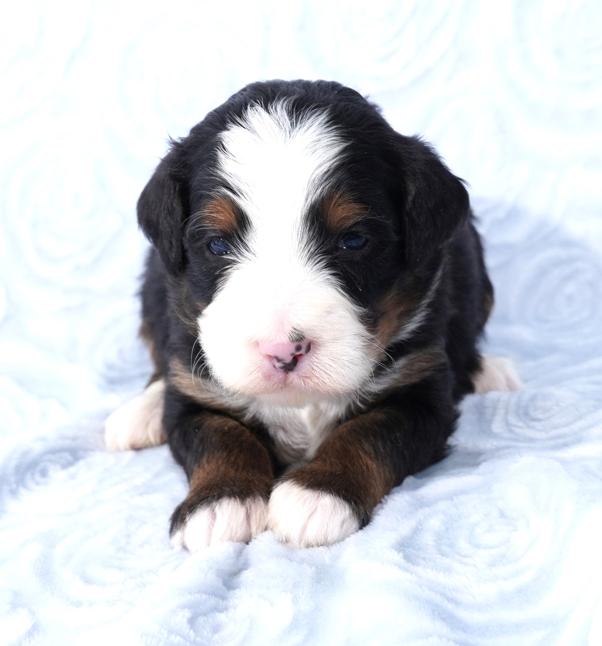 Bernedoodle Puppy For Sale