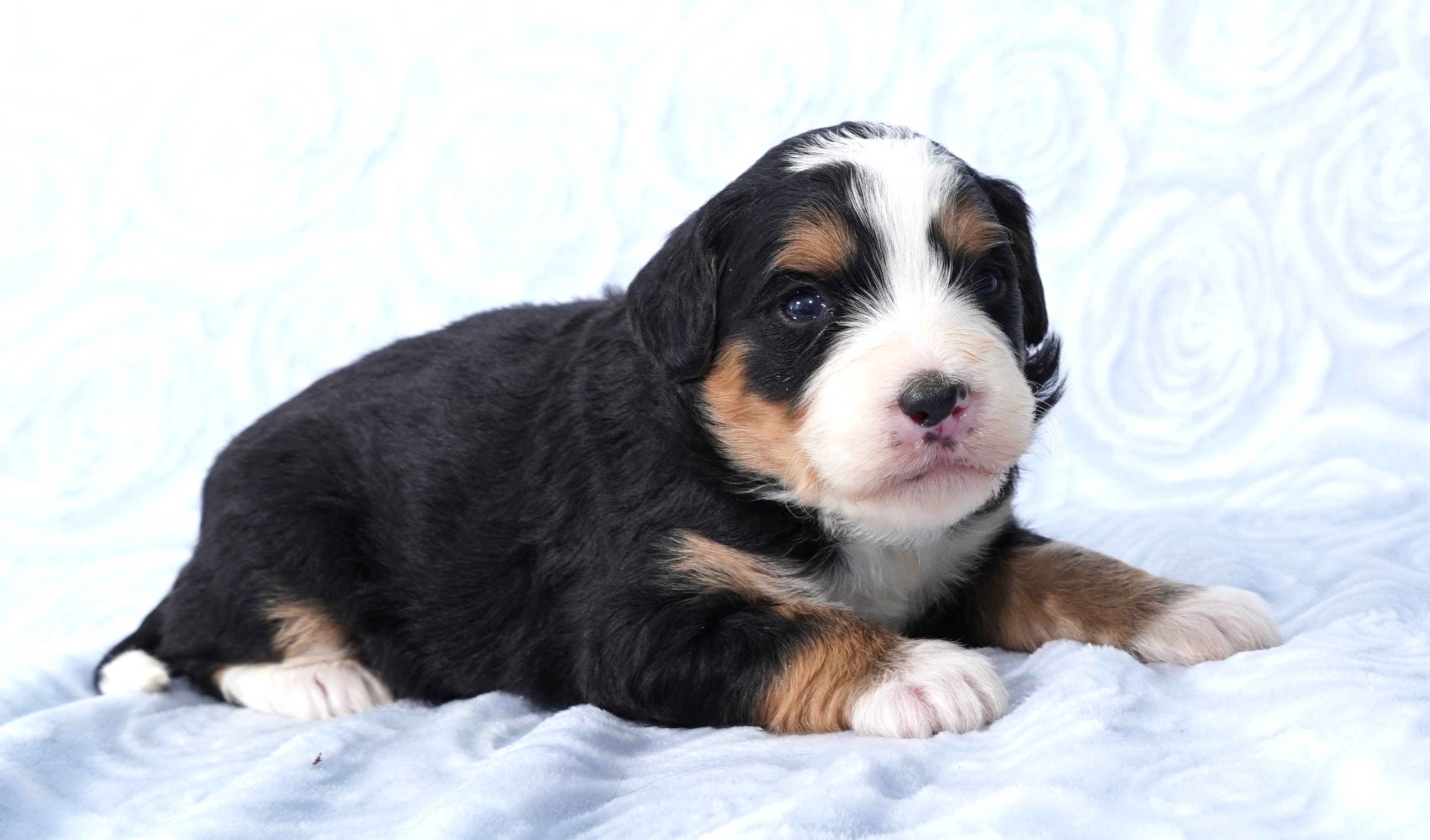 Bernedoodle Puppy For Sale