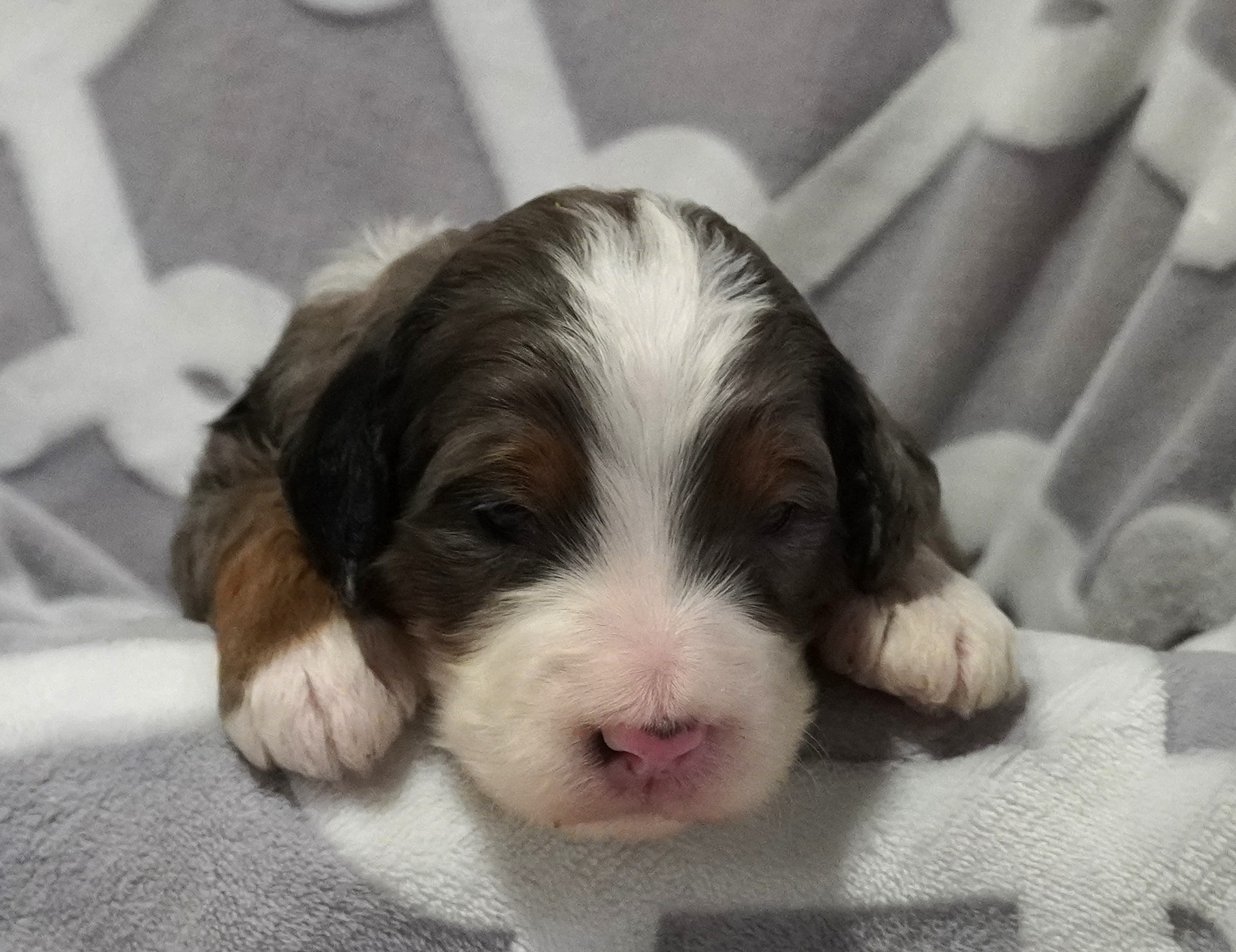 Bernedoodle Puppy For Sale