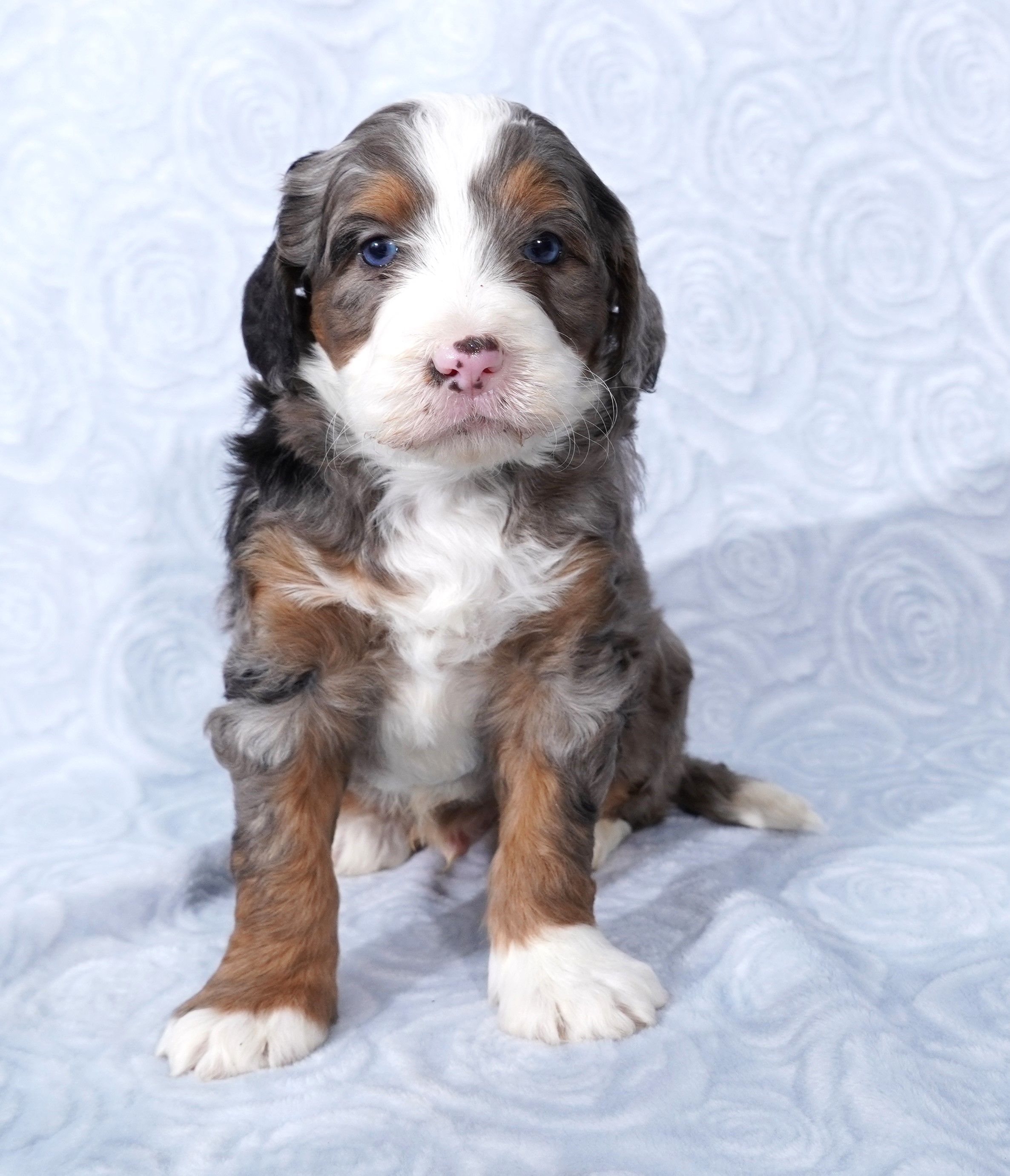 Bernedoodle Puppy For Sale