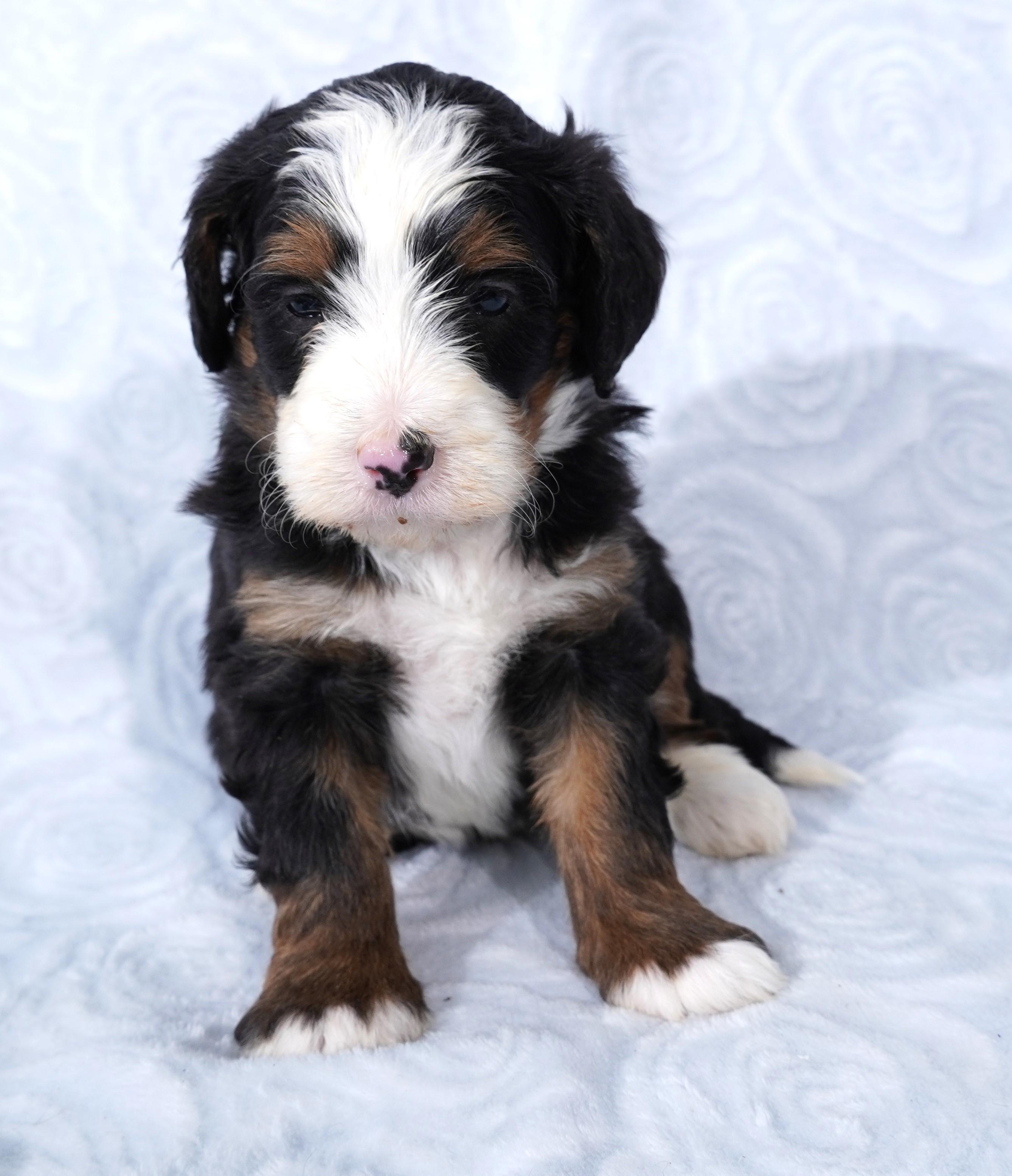 Bernedoodle Puppy For Sale