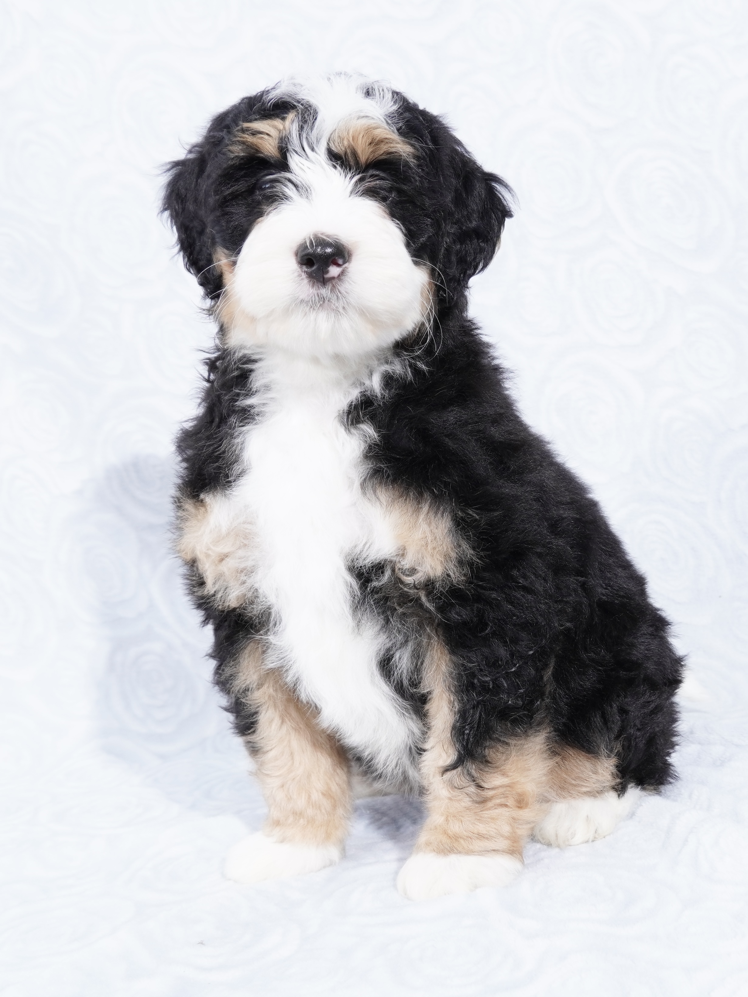 Bernedoodle Puppy For Sale