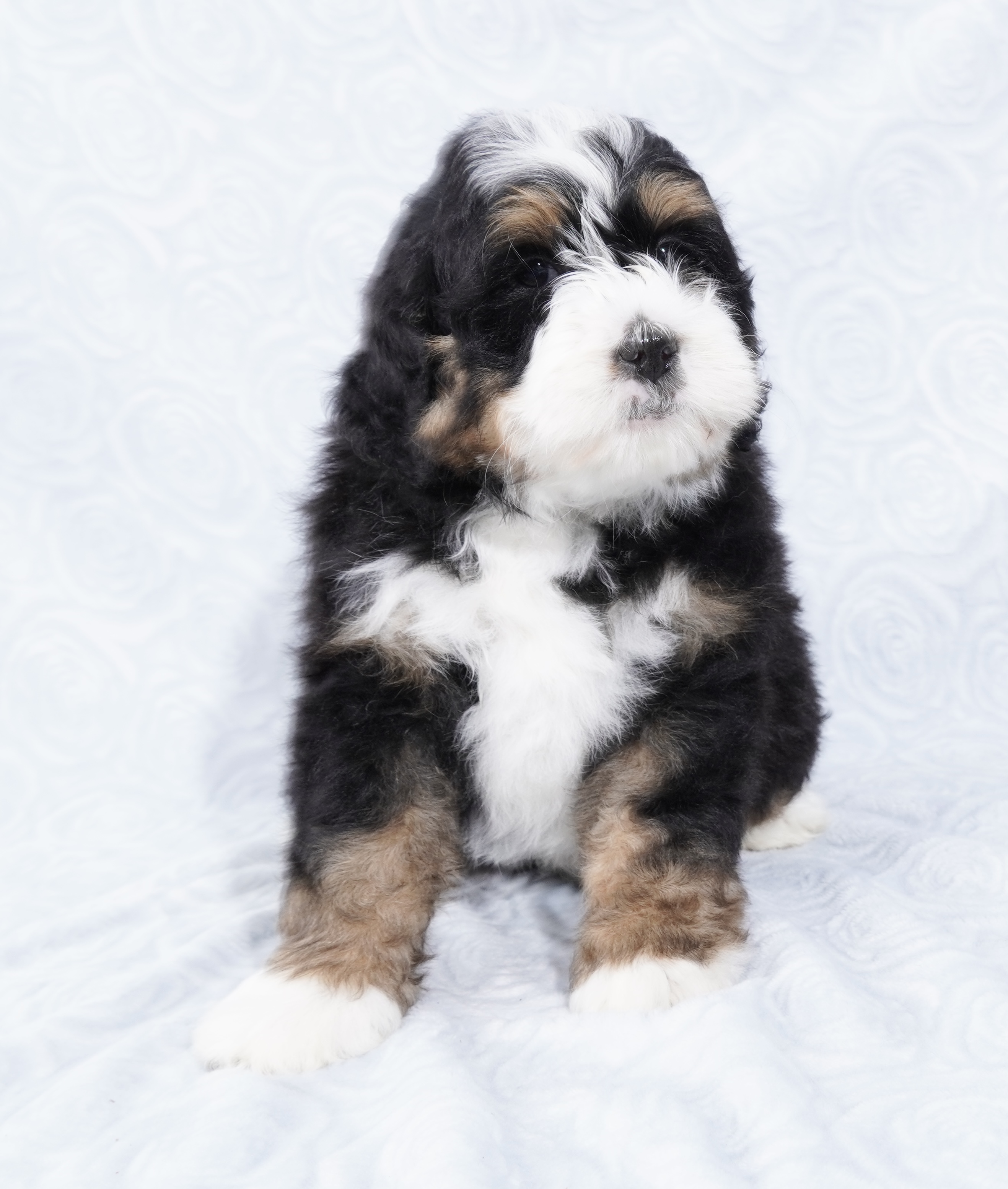 Bernedoodle Puppy For Sale