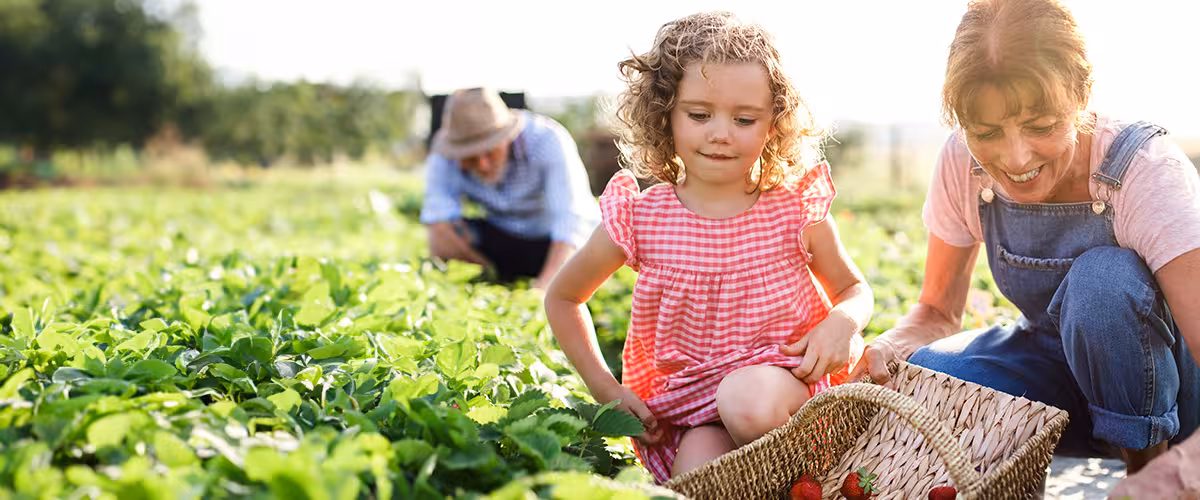 Family picking strawberries together. What is a Health Cash Plan?