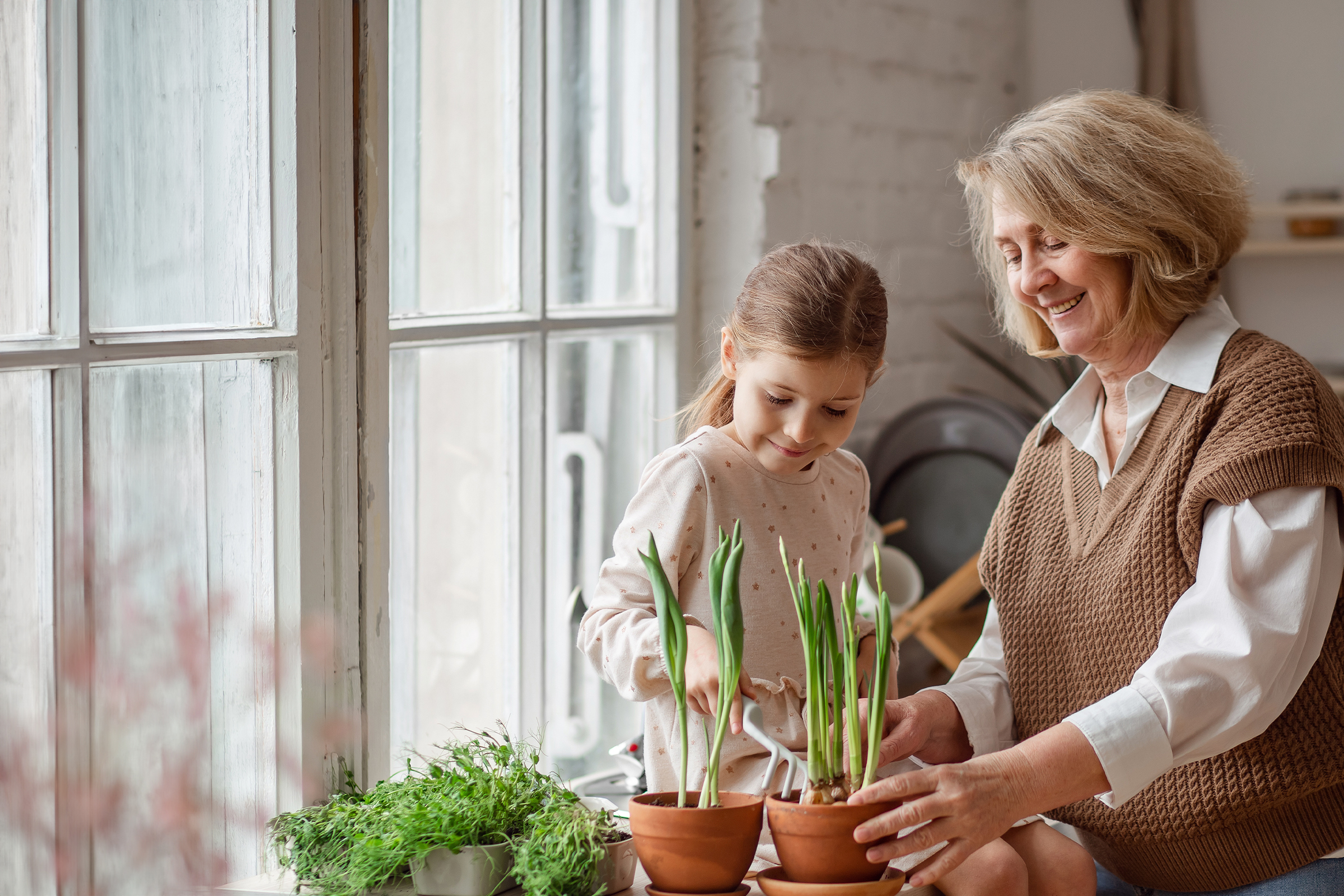 Older woman and a young girl pot spring bulbs together at a sunlit windowsill