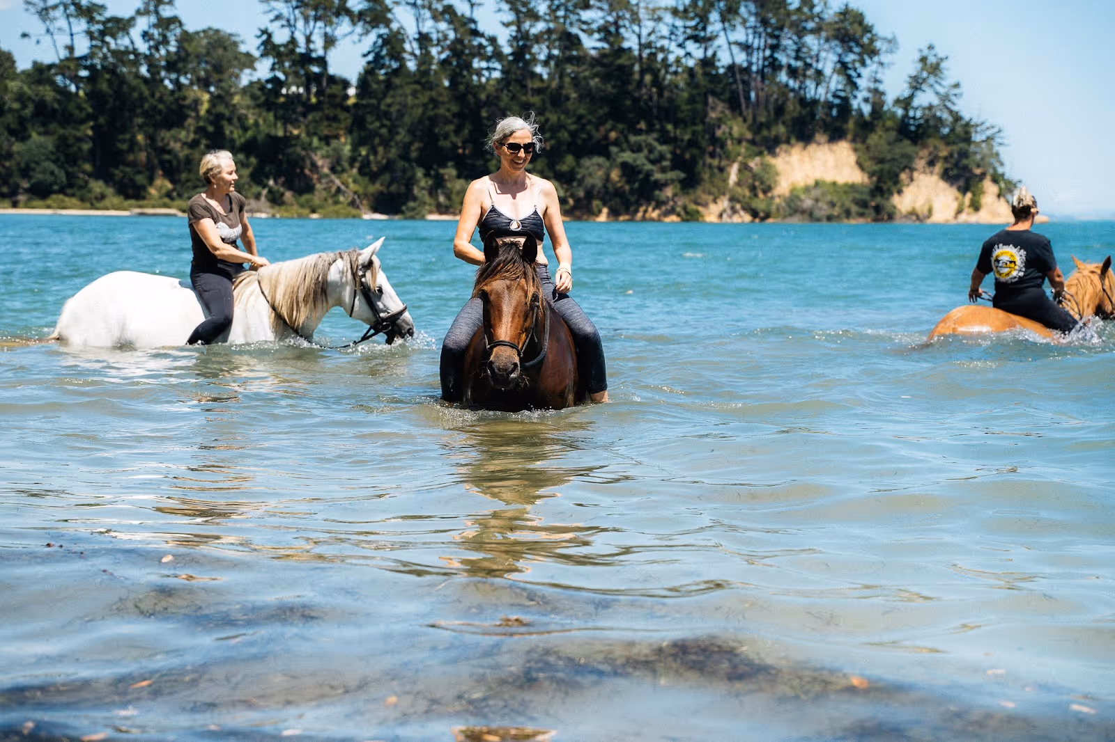 Horse rides are an alternative to walks in Waiheke
