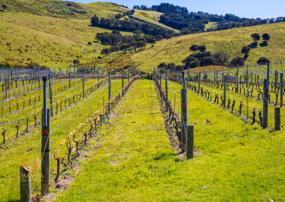 Vineyards in Waiheke are worth a visit
