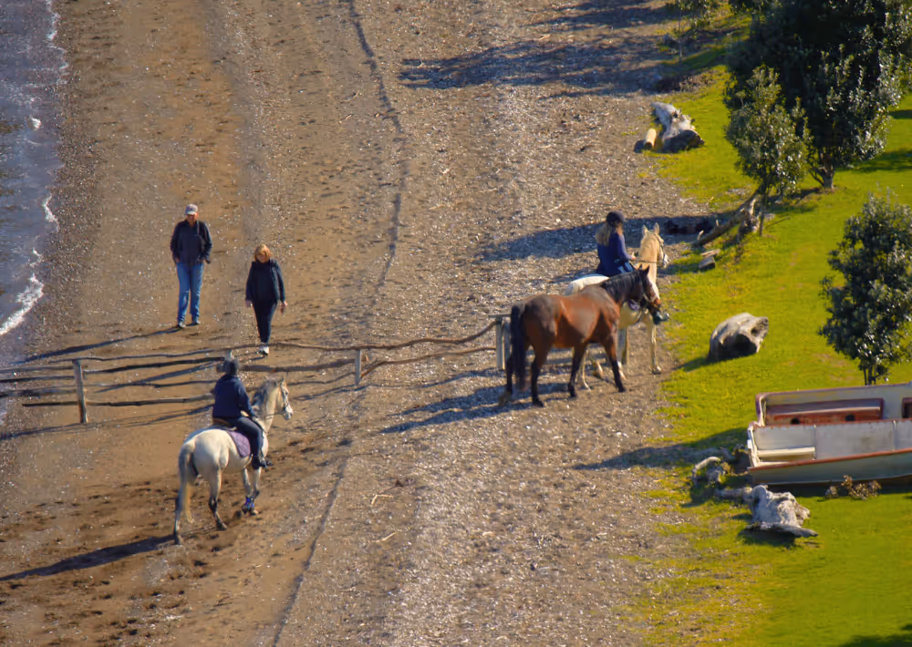 Waiheke horse tours
