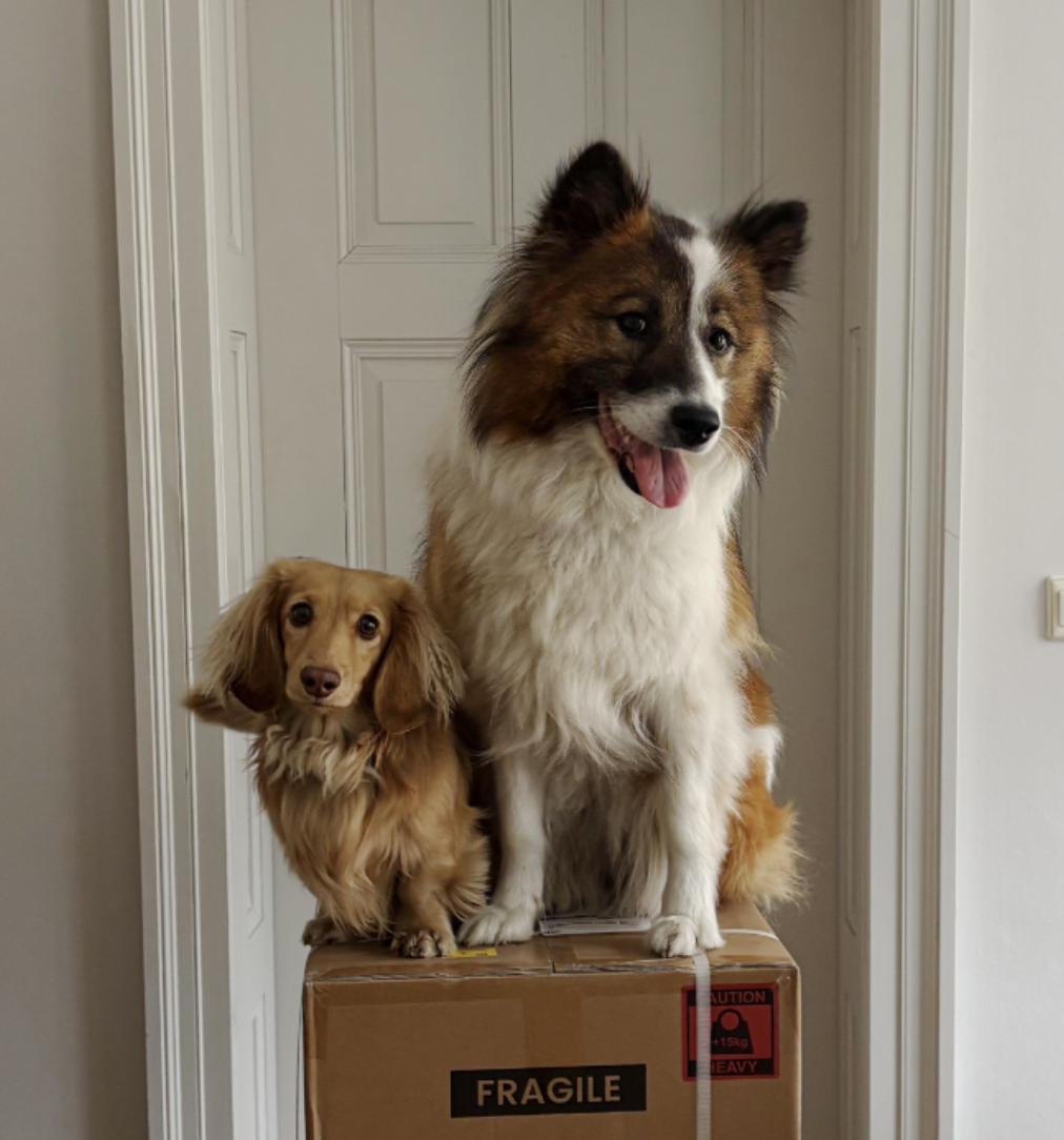Two dogs sitting on a cardboard box labeled fragile inside a doorway.