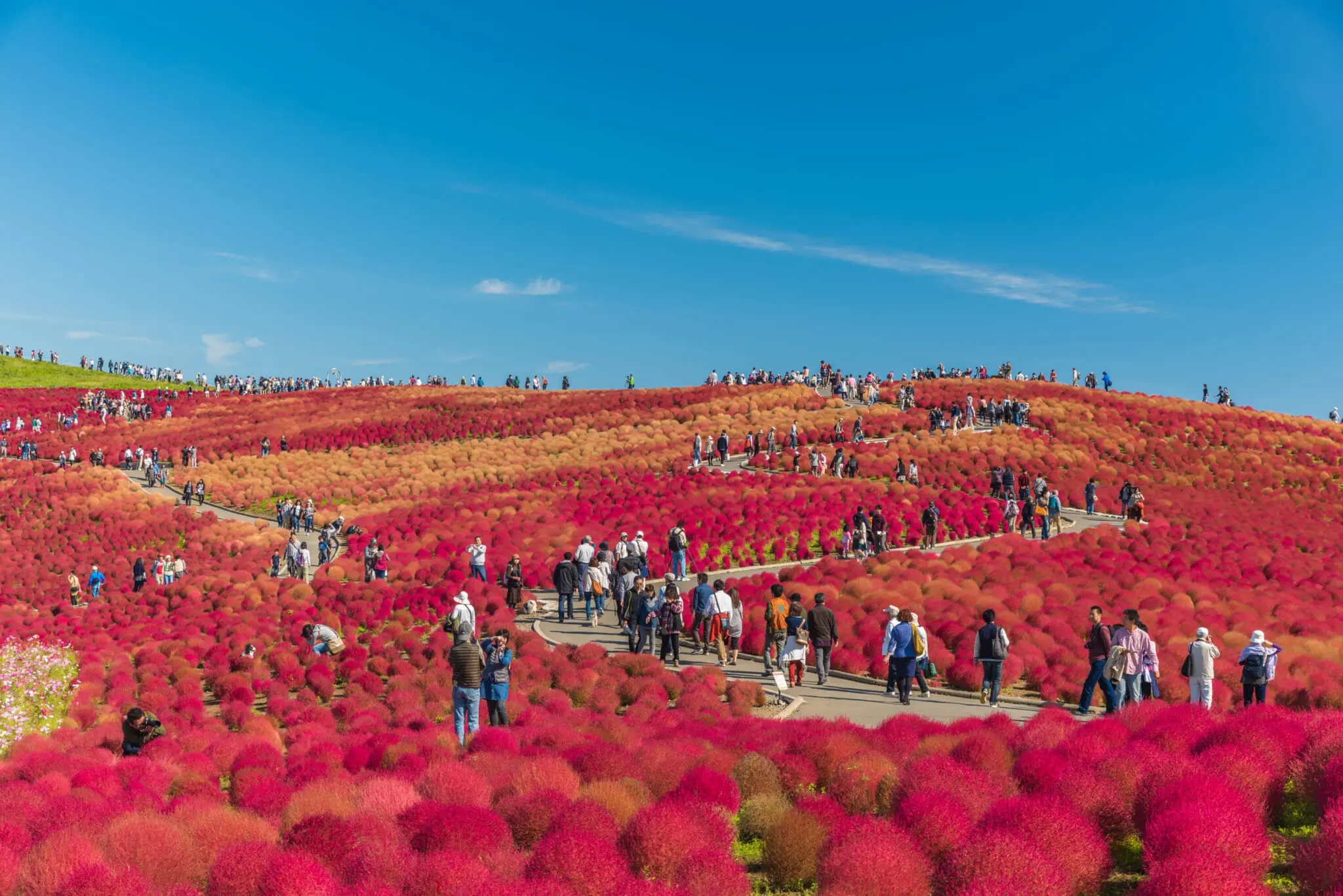 Where to Find Red Kochia Bushes in Japan: Best Locations and Times