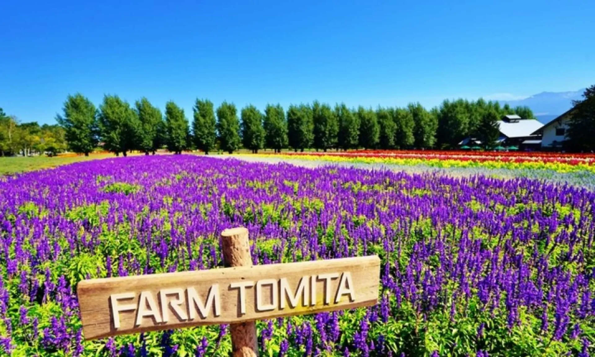 Farm Tomita Travel Guide: Hokkaido's Paddle-Pop Lavender Heaven
