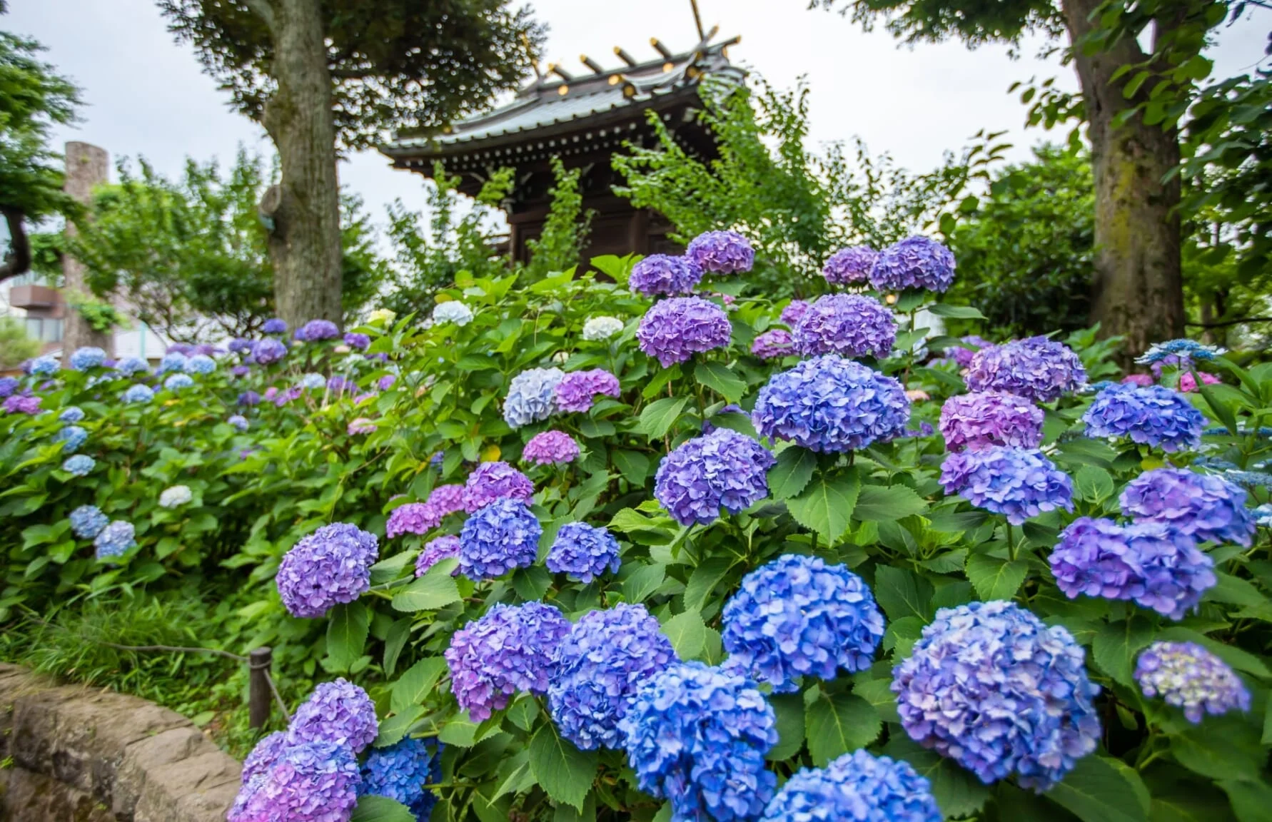 Hydrangea Festivals 2025: The Best Places To Visit This Summer