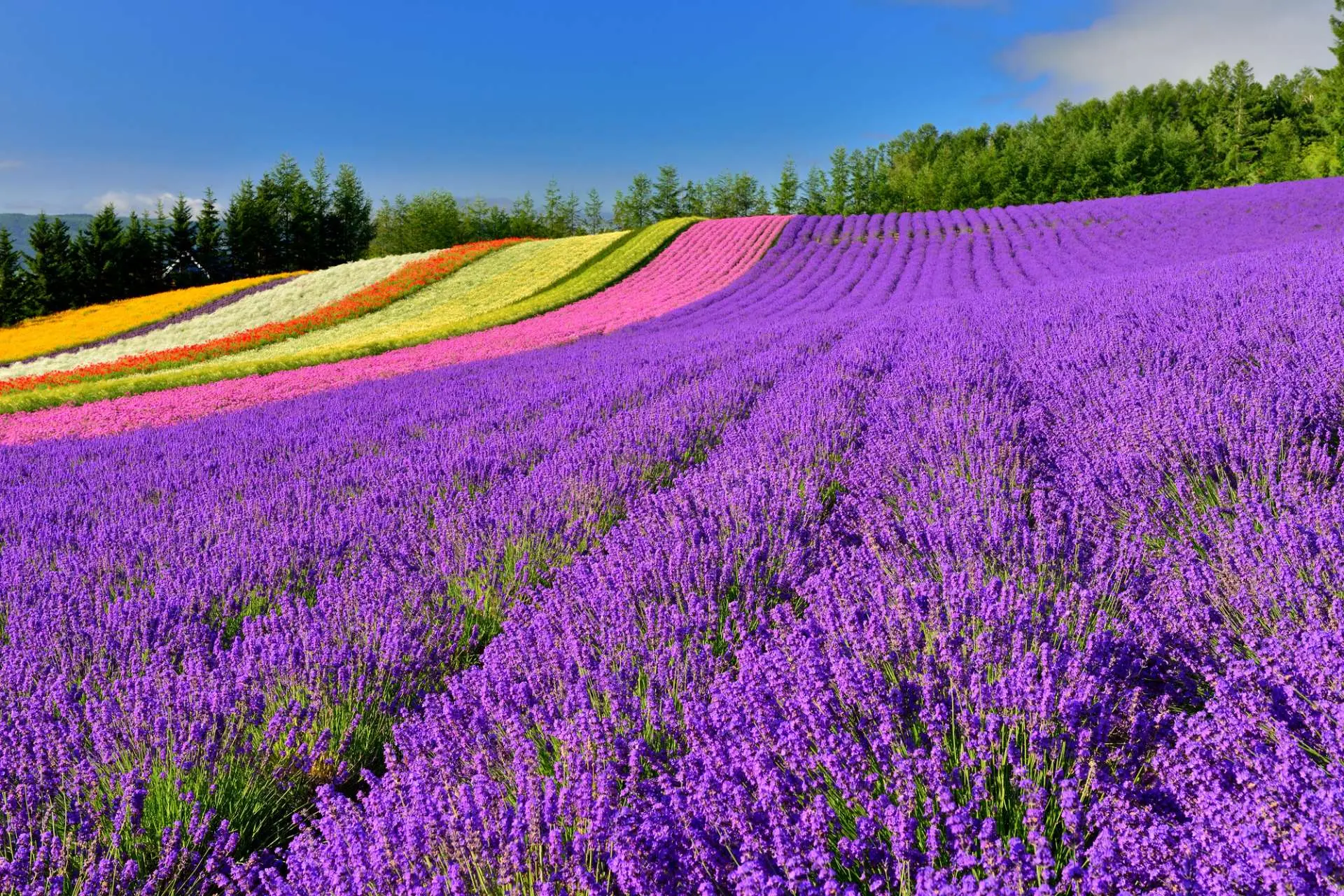 The Best Time to Visit Furano's Lavender Fields and Top 5 Lavender Fields  to Explore | GOOD LUCK TRIP