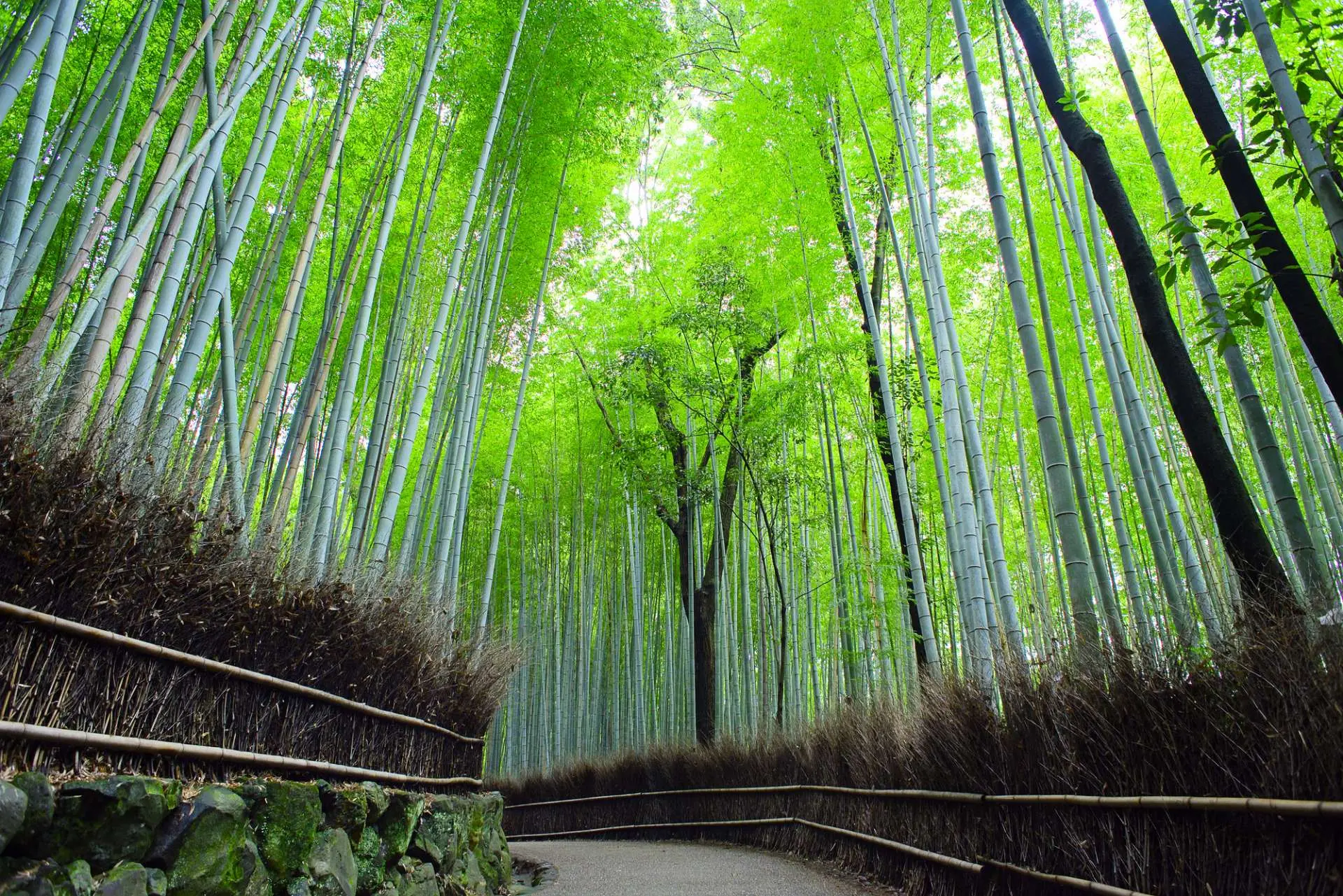 Sagano Bamboo Grove Trail - Must-See, Access, Hours & Price | GOOD LUCK TRIP