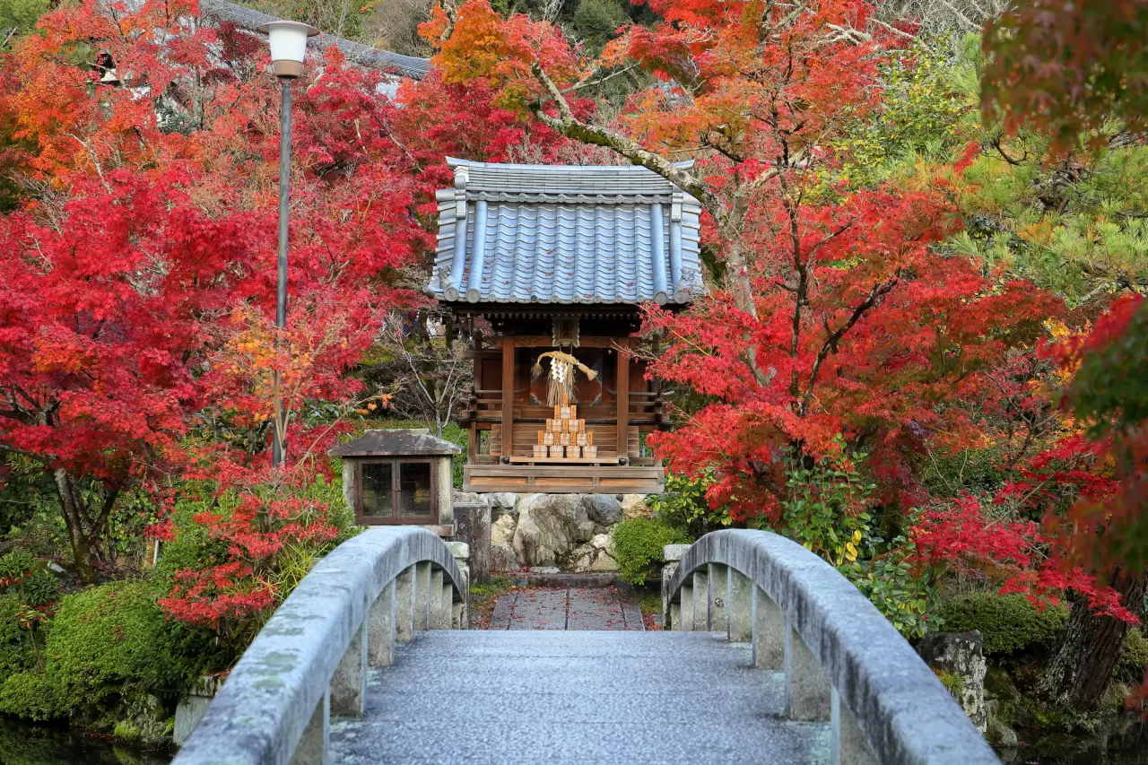 Eikando Temple - Access, Business Hours, Nearby Spots - Japan Travel Guide  MATCHA