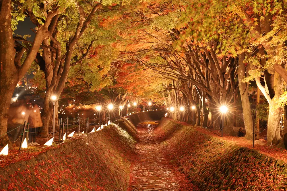 Kawaguchiko maple corridor - Access, Business Hours, Nearby Spots - Japan  Travel Guide MATCHA
