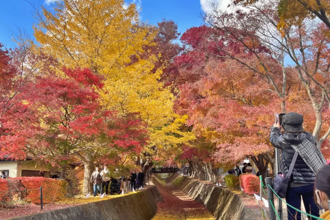 2024 Stunning Autumn Leaves: Best Spots and Festivals Around Mt Fuji and  Kawaguchiko - Japan Travel Guide MATCHA