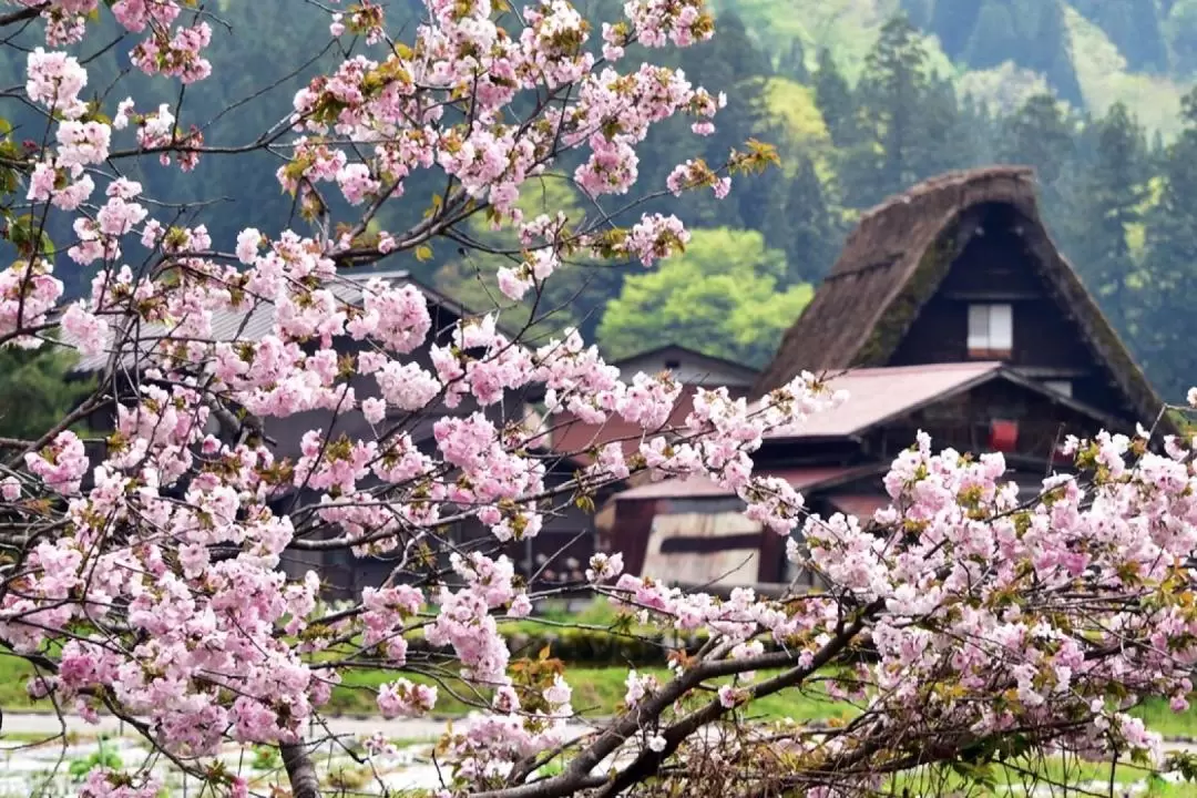 Explore the Enchanting Beauty of Takayama and Shirakawa-go on a Memorable  Bus Tour from Nagoya" | funBooky
