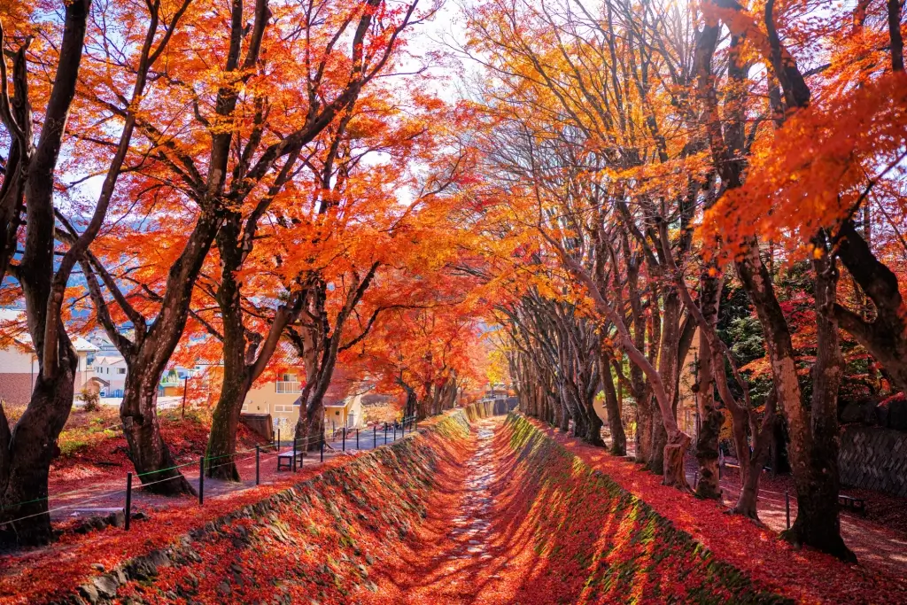 Yamanashi Prefecture: The Land of Mount Fuji - Sakuraco