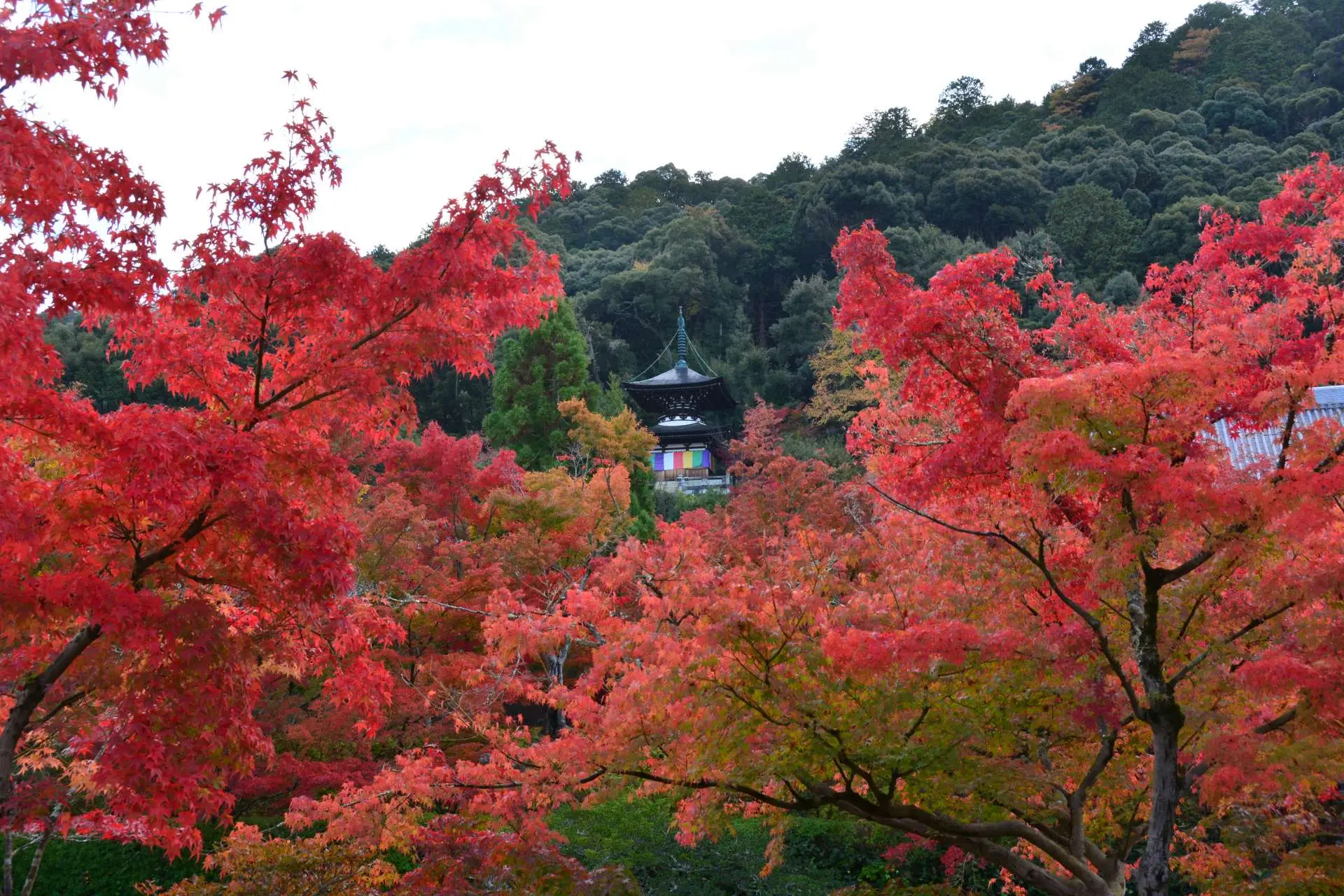 Zenrin-ji (Eikando) - Must-See, Access, Hours & Price | GOOD LUCK TRIP