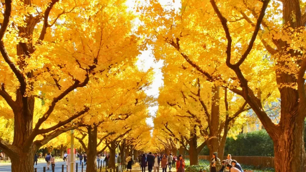 Jingu Gaien Ginkgo Festival: An Unmissable Display of Autumn in Full Swing