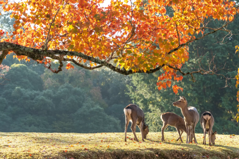 Nara: The Most Beautiful 12 Autumn Foliage Spots in 2025 - Japan Travel  Guide MATCHA