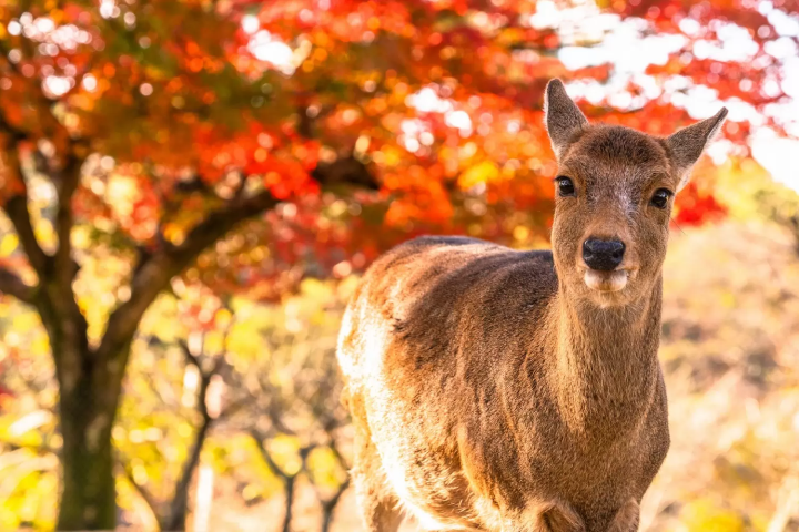 Nara: The Most Beautiful 12 Autumn Foliage Spots in 2025 - Japan Travel  Guide MATCHA