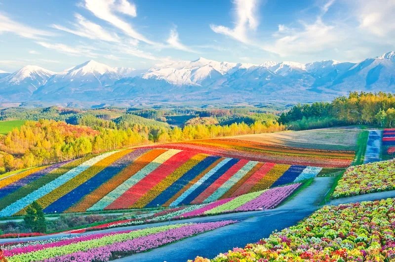 Visit Furano & Biei | Two Summertime Spots in Hokkaido