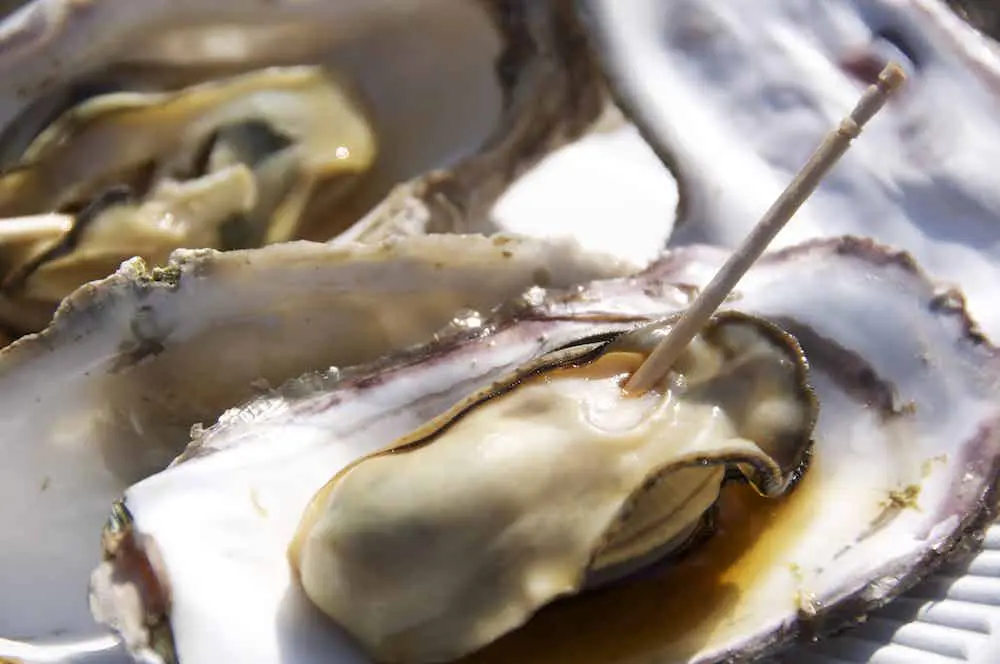 Miyajima kaki-matsuri Oyster Festival | Get Hiroshima