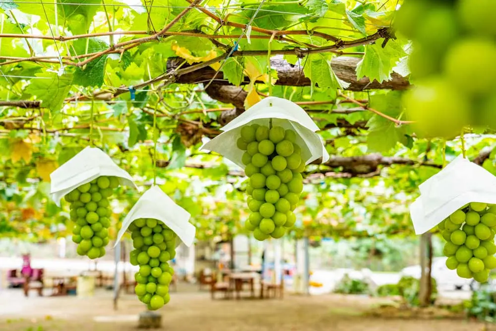 Shine Muscat Grapes: Best Places to Taste and Pick Japan's Signature Fruit  - WAmazing Discover