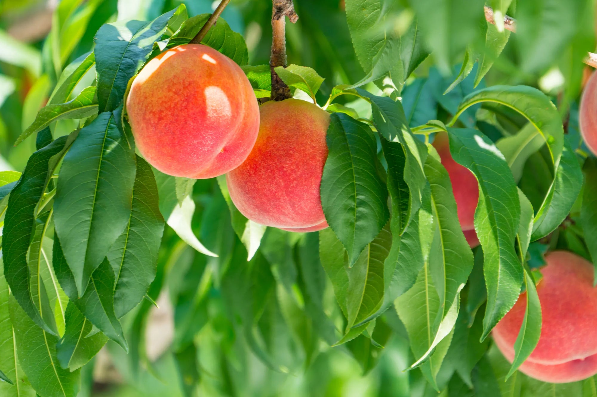 Fuji Farm: A peach farm with over 100 years of history – ふじ農園