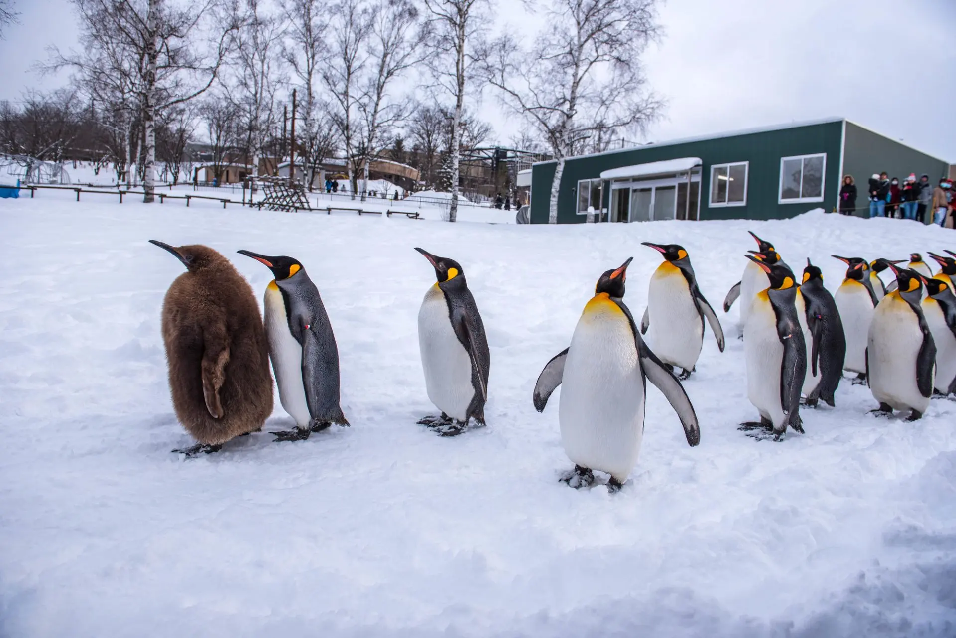 Asahiyama Zoo, Asahikawa City - Must-See, Access, Hours & Price | GOOD LUCK  TRIP