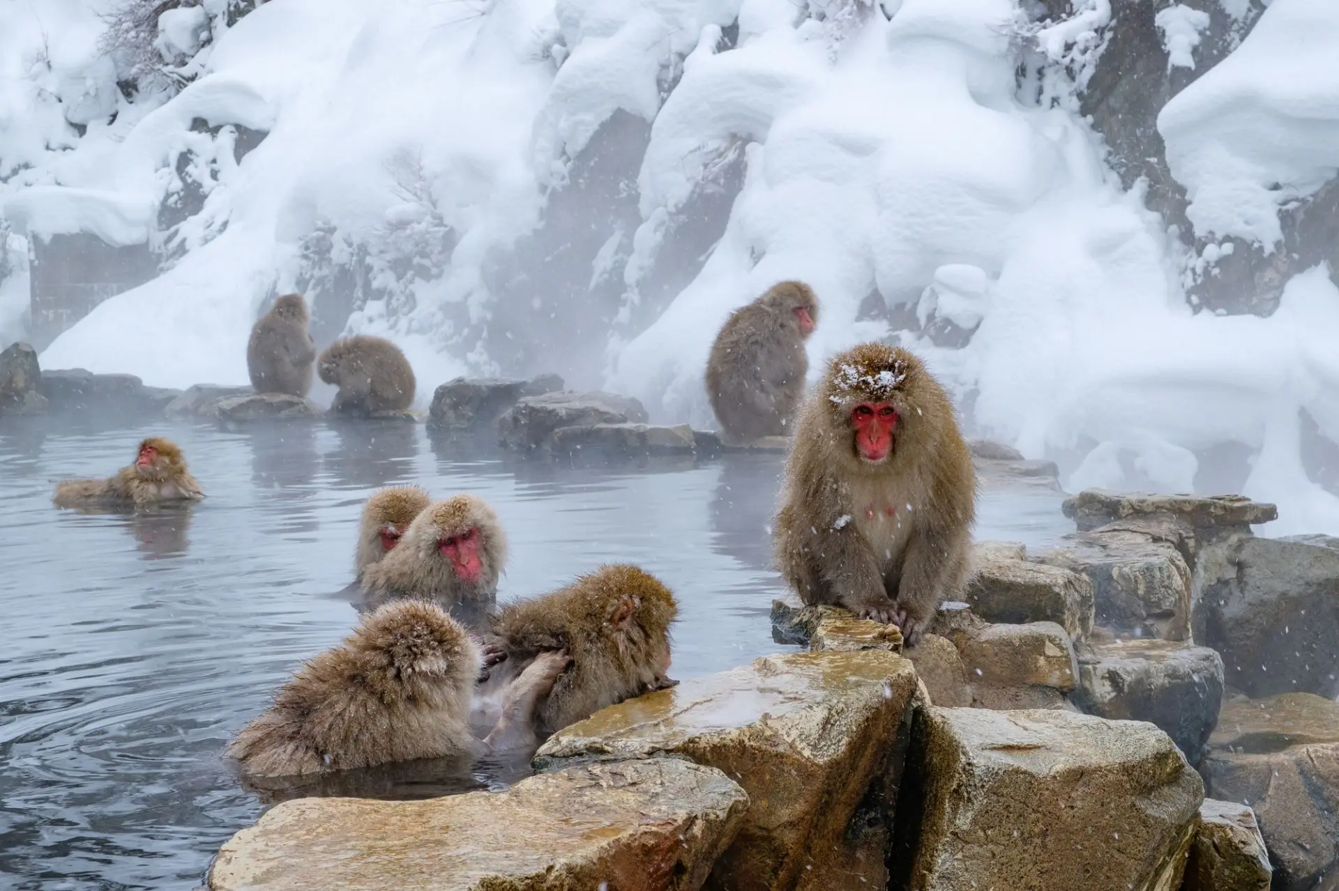 Jigokudani Monkey Park - Must-See, Access, Hours & Price | GOOD LUCK TRIP